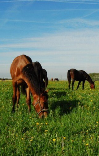 HARAS DU BREAU - photo 3