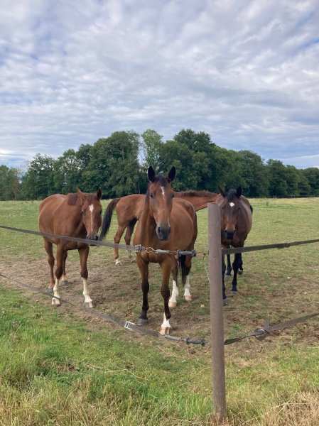 Écurie du Petit Tertre - photo 2