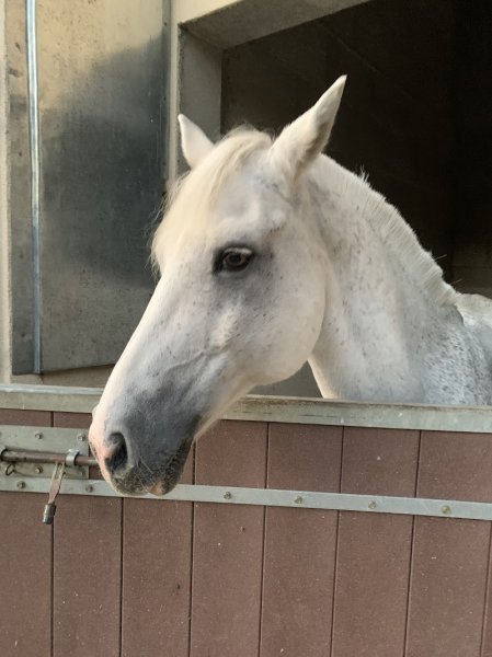 Les Ecuries Du Tros - photo 1