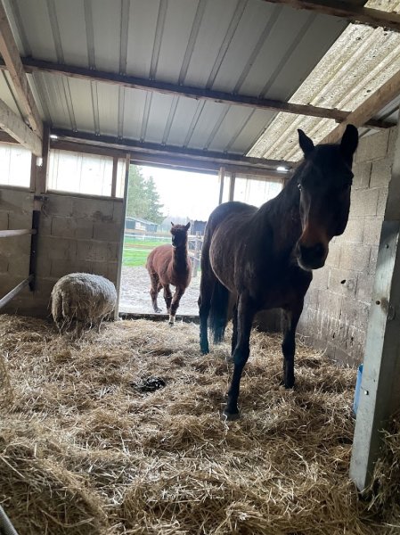 Ecurie du fleury - photo 1