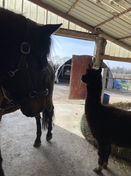 Ecurie du fleury - photo 2