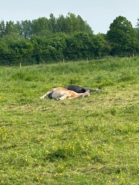 Ecurie du fleury - photo 3