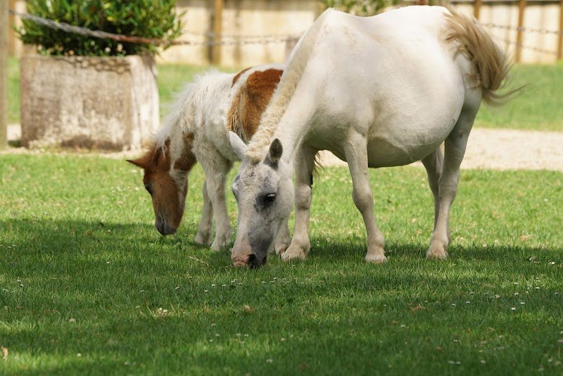 Poneys des Quatre Saisons - photo 3
