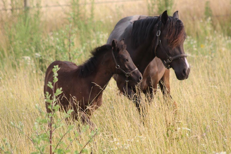 Écuries Deux Fontaines - photo 2