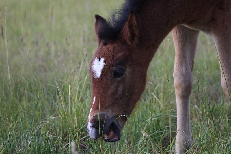 Écuries Deux Fontaines - photo 3