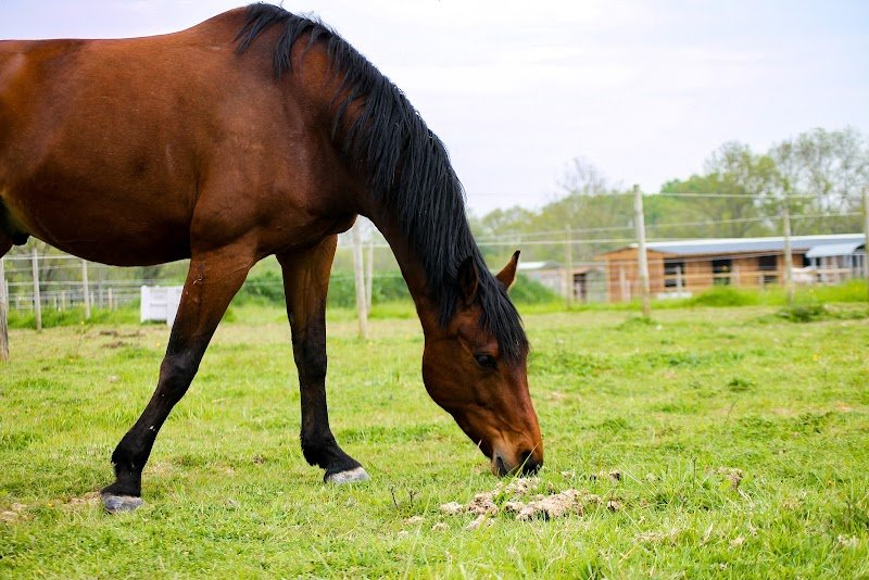 Haras du Lieu Blanc - Ecurie de propriétaires - Pension pour chevaux - Calvados - photo 2