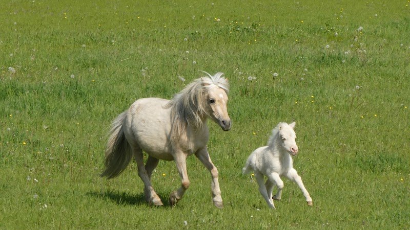Mini Horse Montboulon élevage de mini chevaux AMHA