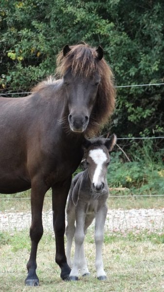 Mini Horse Montboulon élevage de mini chevaux AMHA - photo 2