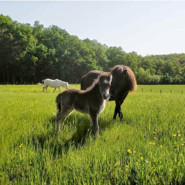 Mini Horse Montboulon élevage de mini chevaux AMHA - photo 3