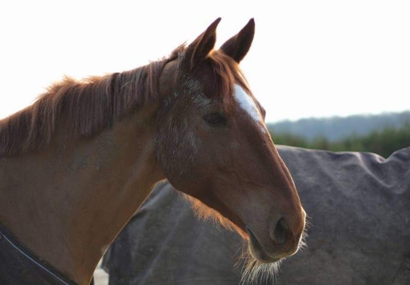 Aux Ecuries de Passy - photo 2