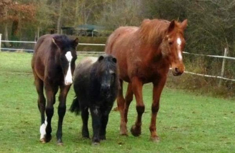 Aux Ecuries de Passy - photo 3