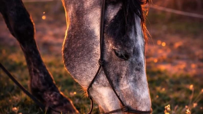 L'Espeyran Pension Chevaux - photo 1