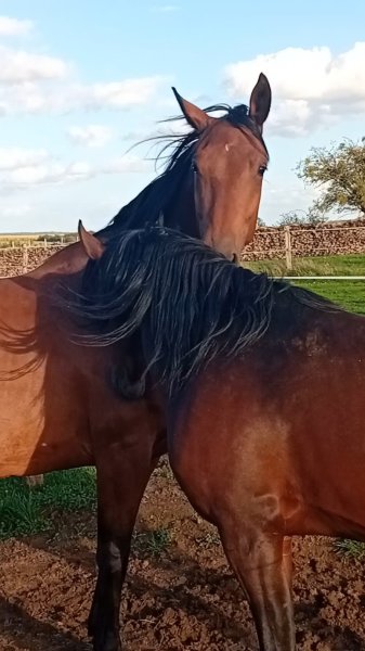 L'Espeyran Pension Chevaux - photo 2