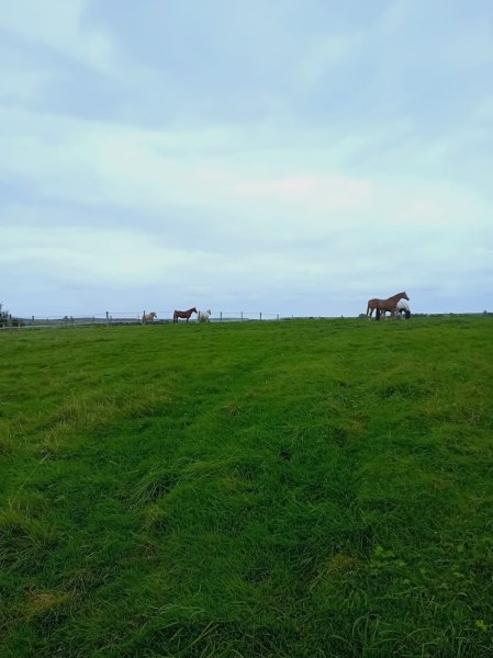 L'Espeyran Pension Chevaux - photo 3