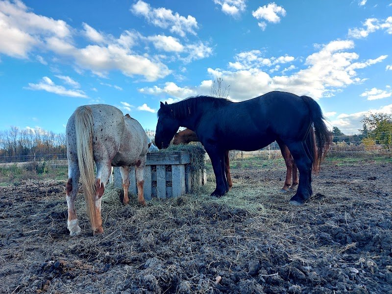 L'Écurie Colibri - photo 2