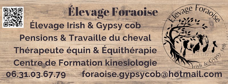 Élevage Foraoise pension chevaux - photo 1