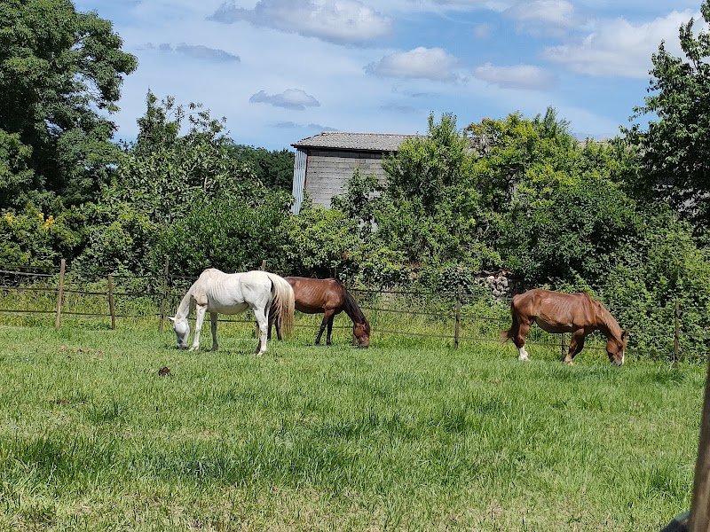 Élevage Foraoise pension chevaux - photo 2