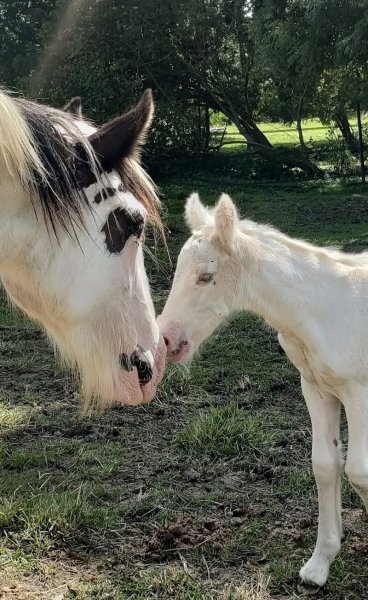 Élevage Foraoise pension chevaux - photo 3