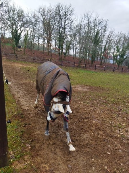 Ecuries Lalande Laborie - photo 3