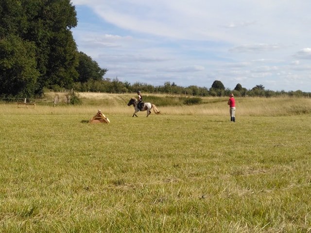 EARL les Ecuries de la Borde - Poney Club - pension chevaux de propriétaires - élevage - SAUMUR - photo 2