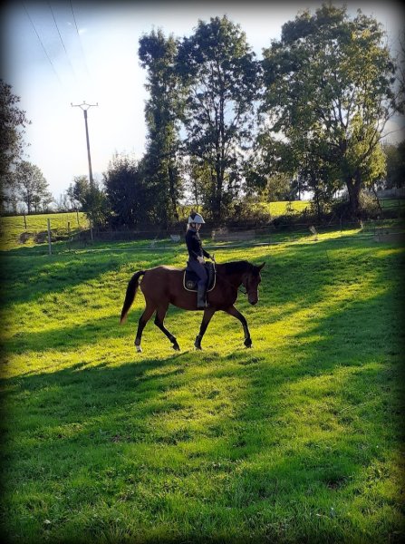 Ecuries du Luc - Pensions chevaux