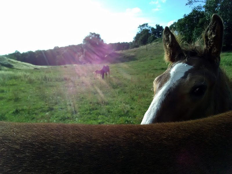 Ecuries du Luc - Pensions chevaux - photo 2