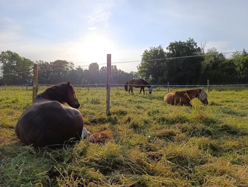 Ecurie Equi-nature'RL - photo 3