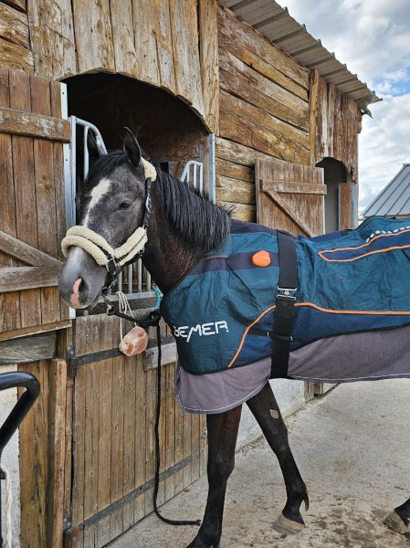 Haras d'Hippoteos : Pension, soins post-opératoires, convalescence, transit, transport, Cabinet Dentaire Equin Agréé