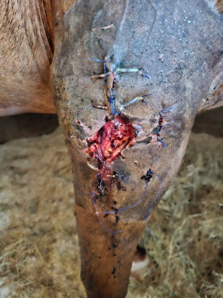 Haras d'Hippoteos : Pension, soins post-opératoires, convalescence, transit, transport, Cabinet Dentaire Equin Agréé - photo 2