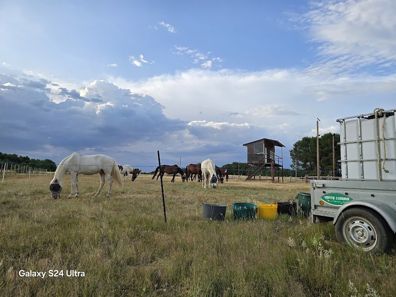 Haras d'Hippoteos : Pension, soins post-opératoires, convalescence, transit, transport, Cabinet Dentaire Equin Agréé - photo 3