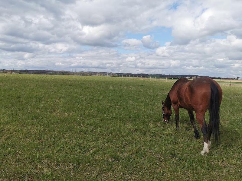 Virginie Letaconnoux Rival'Horse - photo 1