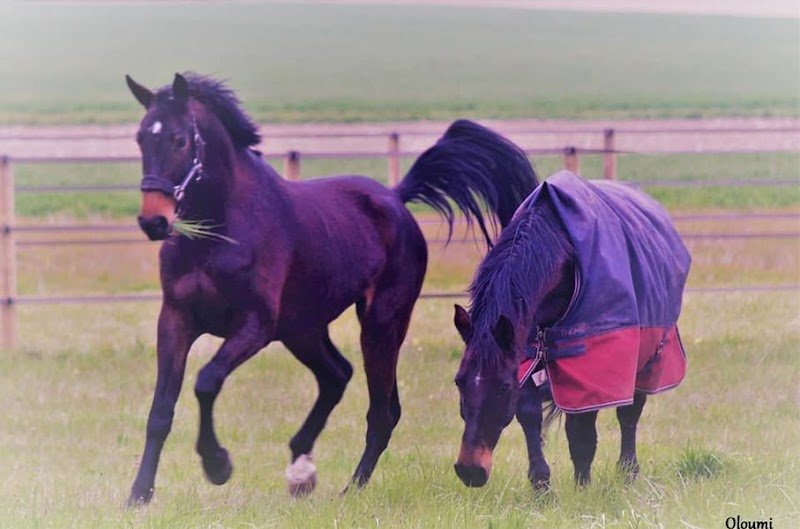 Virginie Letaconnoux Rival'Horse - photo 2