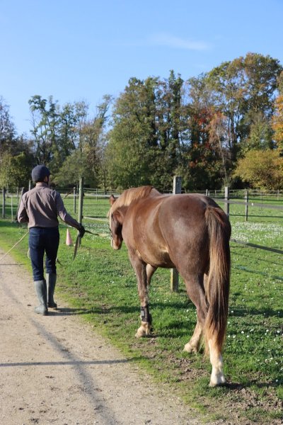 Ecurie de la Clairière, école d'équitation - photo 2