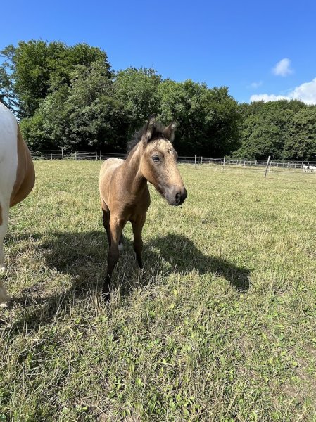 Ecurie de la Clairière, école d'équitation - photo 3
