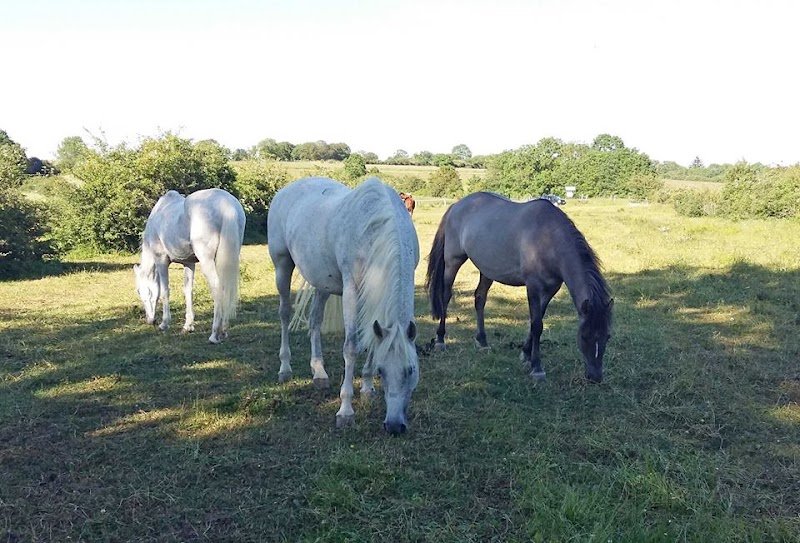 Haras de la Colline, Pension pour chevaux - photo 2