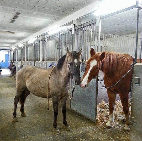 Haras de la Colline, Pension pour chevaux - photo 3
