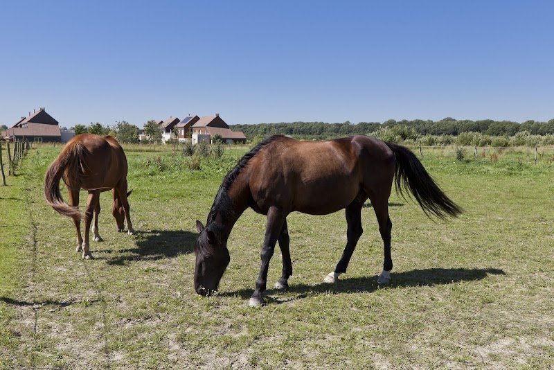 Les Écuries de Bois d'Arcy - photo 2