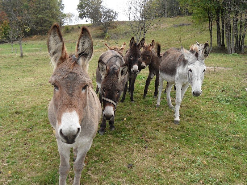 Ferme Équestre De La Forge - photo 1