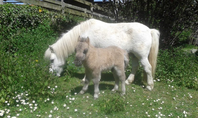 Ferme Équestre De La Forge - photo 3