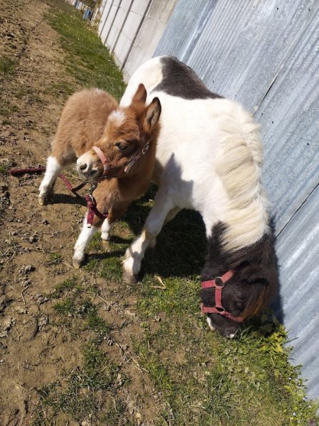 Poney Club de la Porte d'Alsace - photo 1