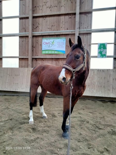 Poney Club de la Porte d'Alsace - photo 3