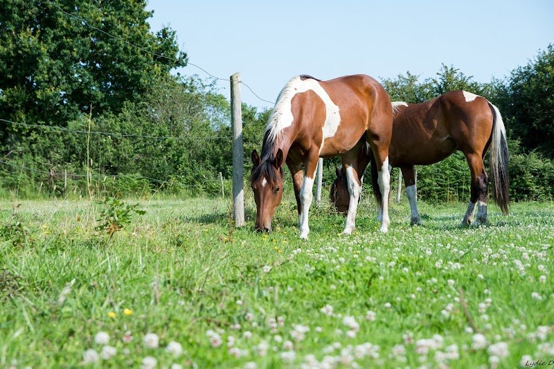 Écurie du domaine - photo 3