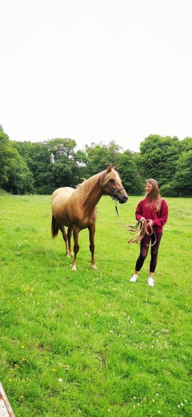 Ecuries de Kerviolo, centre équestre,pension sport et loisir /guide randonnée Brocéliande - photo 2