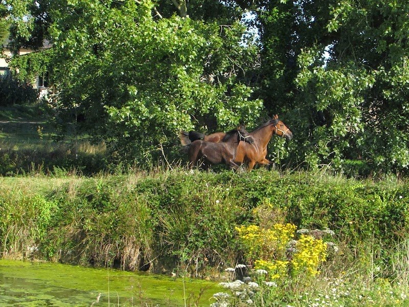 Ecuries du Guyreno - photo 1