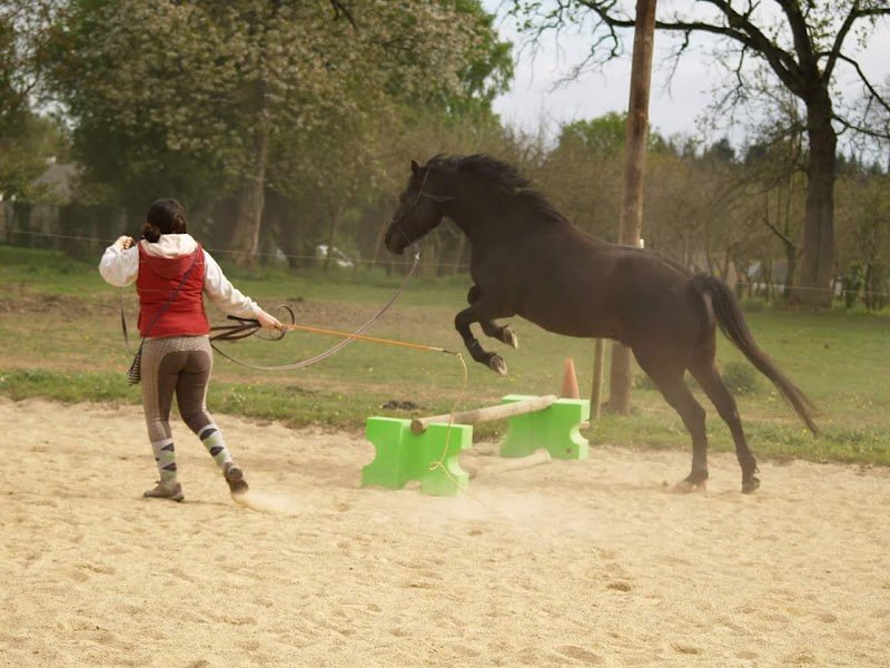 Ecuries du Guyreno - photo 2