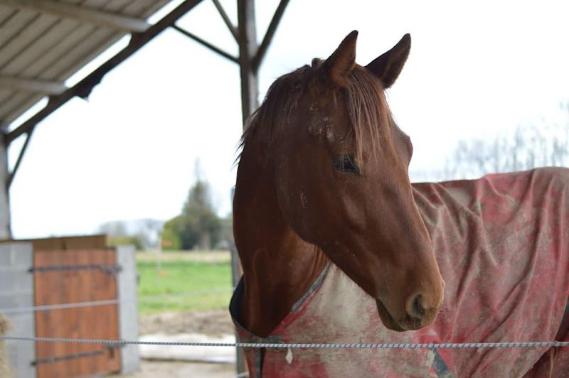 Ecuries du Guyreno - photo 3