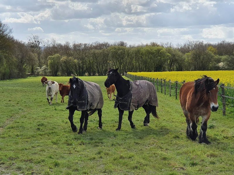 Les Ecuries d'Ydill pensions - photo 2