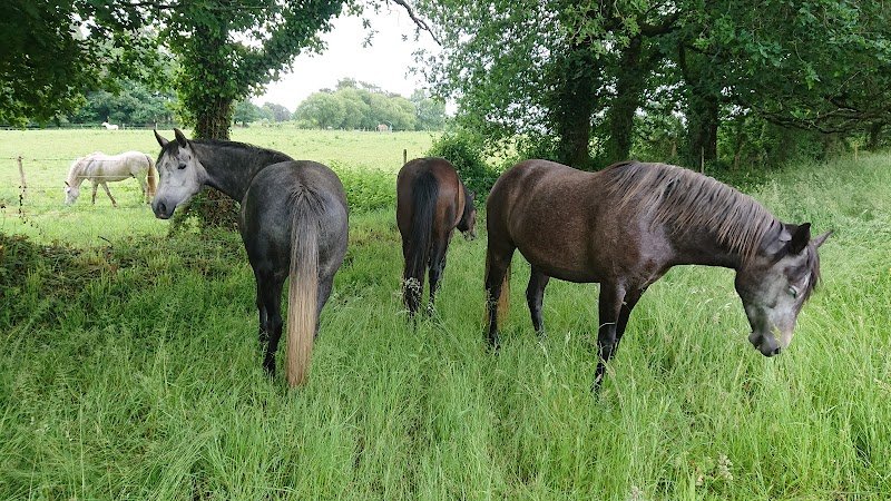 Ecurie Pont-Quellec - photo 2