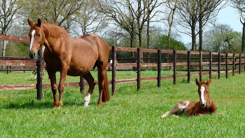 Ecuries de la Maugardais - photo 1