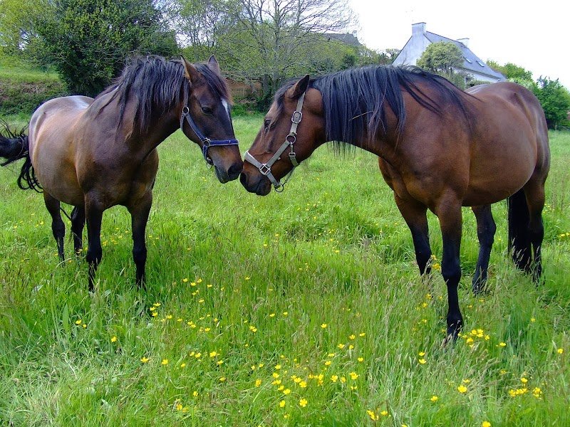 Pension Equestre Le Lay-Salvi